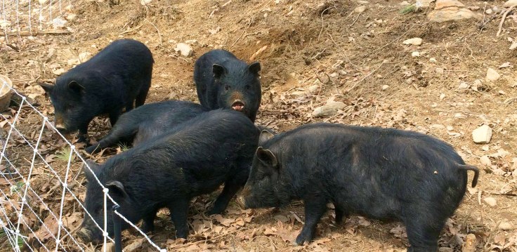 Feeder Hogs